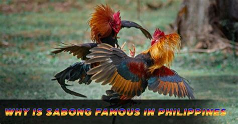 sabong tube|Sabong Philippine .